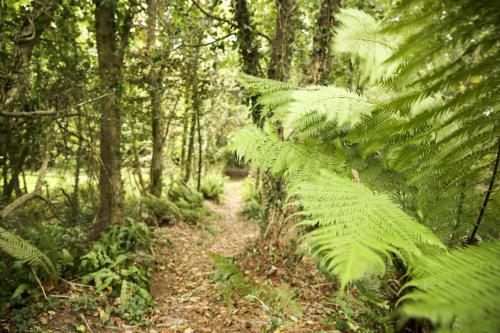 a path in a forest with large green plants at Killeena House in Baltimore