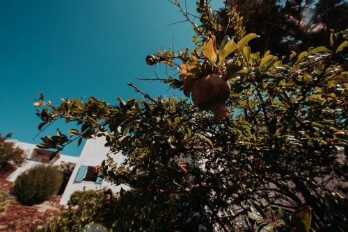 Gallery image of Sea-View House with private beach, Sounio in Sounio