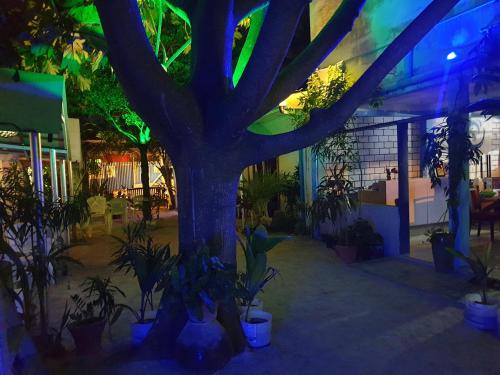a tree in the middle of a building with plants at Maafushi View in Maafushi