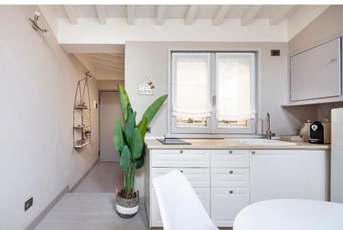 eine Küche mit weißen Schränken und einer Topfpflanze in der Unterkunft Maison del Ducato “Cavour 24” in Parma