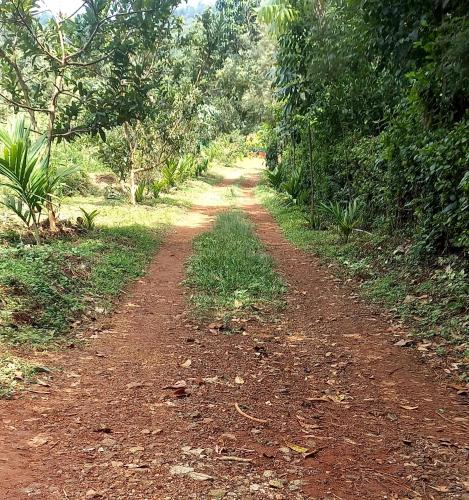 a dirt road in the middle of a forest at Coorg Coffee Park Farmstay in Somvārpet