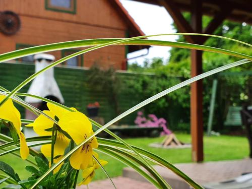 a plant with yellow flowers in front of a house at Domki Niesiołowice in Niesiołowice