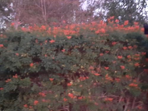 a field of red flowers with trees in the background at Mountain View Swellendam in Swellendam