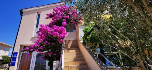 Zahrada ubytování Apartments Marin, Kolan, Mandre, Pag