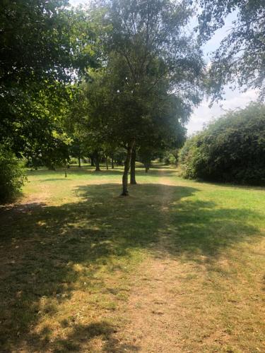 a tree in the middle of a grass field at HALLSTEAD in Skegness