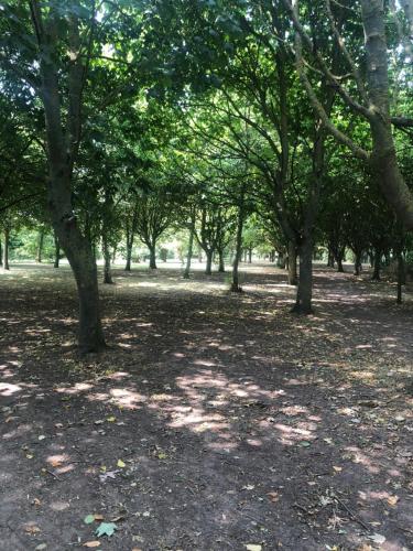 a park with trees and a lot of leaves on the ground at HALLSTEAD in Skegness