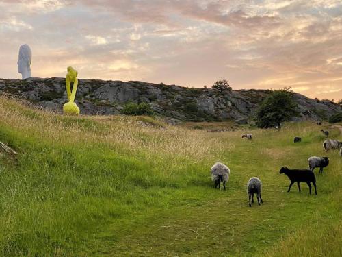 a herd of sheep grazing in a grassy field at 5 person holiday home in KLÖVEDAL-By Traum in Klövedal