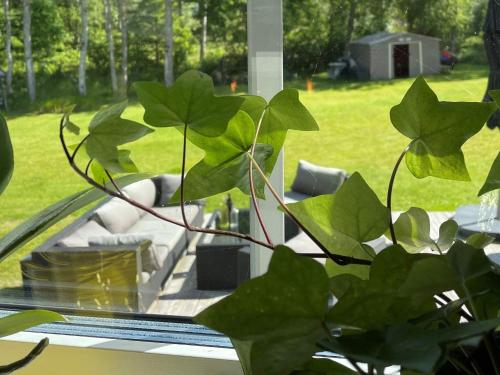 a green plant sitting in front of a window at 5 person holiday home in KLÖVEDAL-By Traum in Klövedal