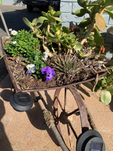 a wheelbarrow filled with flowers and plants on the ground at Temora Motel in Temora