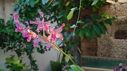a purple flower is growing next to a pool at Bale Asri Bukit Jimbaran in Jimbaran