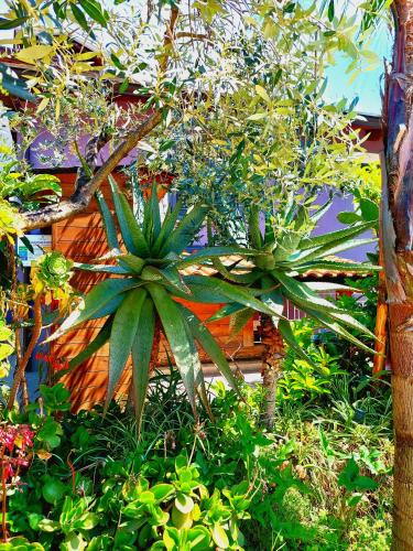 two palm trees and other plants in a garden at Villa Margot in Agropoli