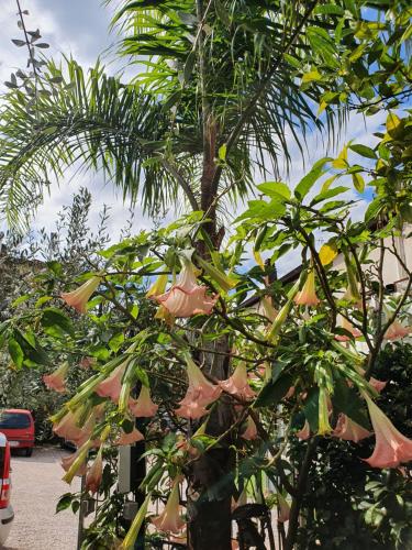 a palm tree with pink flowers on it at Villa Margot in Agropoli