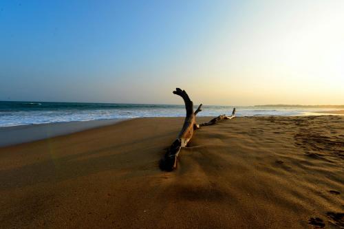 a tree branch laying on the sand on the beach at Helios Beach Resort in Tangalle