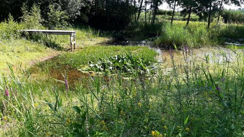 a field of grass with a dirt road and a bench at kemphaan in Appelscha