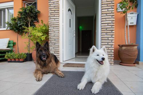 Mascotas con sus dueños en Tsertos Apartments