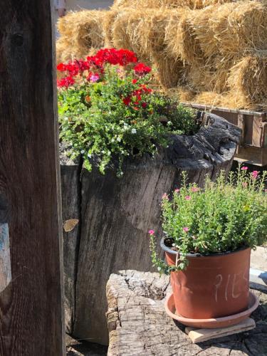 Κήπος έξω από το Na farme na Hodosi
