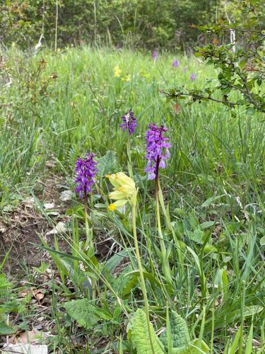 a field with purple flowers in the grass at Ferienwohnung am Kalkweg in Bad Sooden-Allendorf