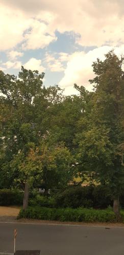 a group of trees on the side of a street at Villa Hoffnung in Bad Elster