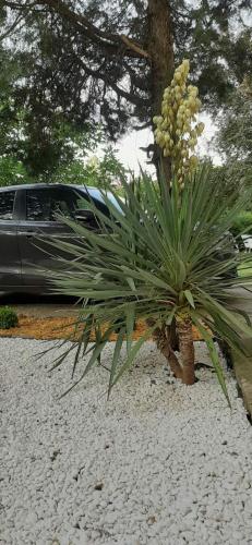 a palm tree in front of a car at Villa Ramonda in Dolna Matka