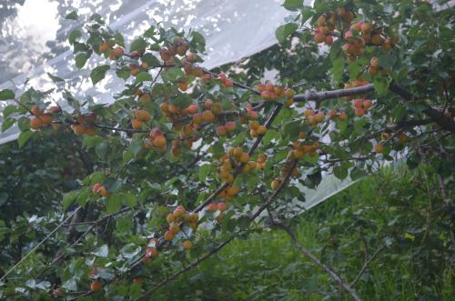 a bunch of oranges hanging from a tree at Hari Om Paradise in Kūfrī