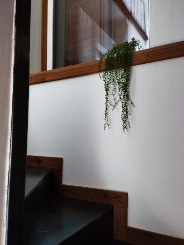 a plant hanging from a wall next to a window at Graziosa, Casetta in Valgerola in Rasura