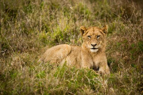 Animales en el tented camp o alrededores