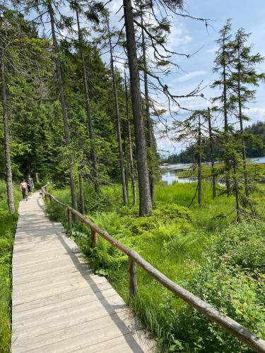 a wooden path through a forest with people walking on it at Javor apartmán na Šumavě in Železná Ruda