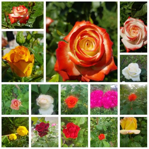 a collage of different flowers in different colors at Guest House Adigeni in Adigeni
