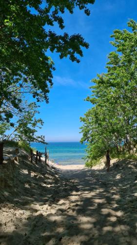 a beach with trees and the ocean in the background at Strandhussiedlung Rügen in Dranske