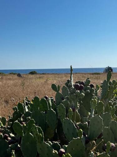 a group of cacti in a field near the ocean at Casa Matilde a pochi passi dal mare in Torre Squillace