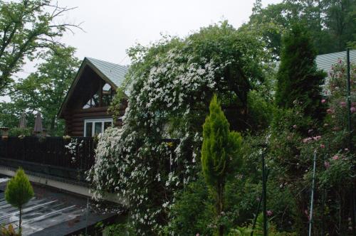 a house with a large bush with white flowers at Tombouctou in Fujimi