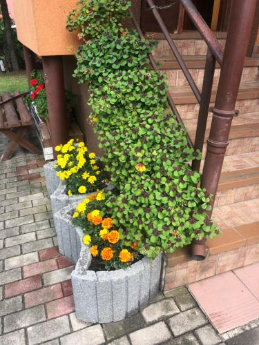 a group of flowers in pots on the side of a building at U Basi i Romana in Sztutowo
