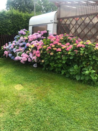 Une haie de fleurs devant une réserve dans l'établissement U Basi i Romana, à Sztutowo