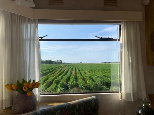 a window with a view of a field of crops at stacaravan Mientje in Hantum
