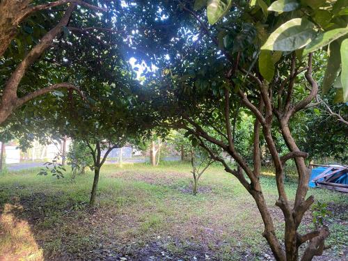 a group of trees in a grassy field at OrAnge villa in Gonio