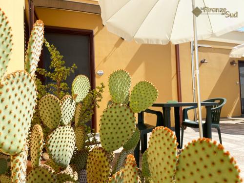 un gruppo di cactus di fronte a un tavolo con ombrello di La Firenze del Sud a Lecce