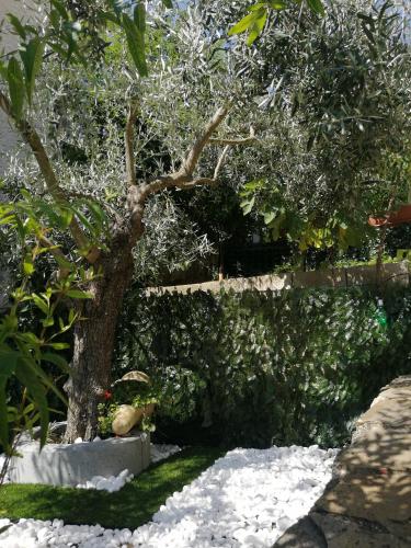 a tree in a pot next to a hedge at La Vecchia Taverna B&B in Prignano Cilento