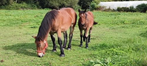 two horses standing in a field eating grass at Apartamentos Casa Alvarina - Luarca in Cortina
