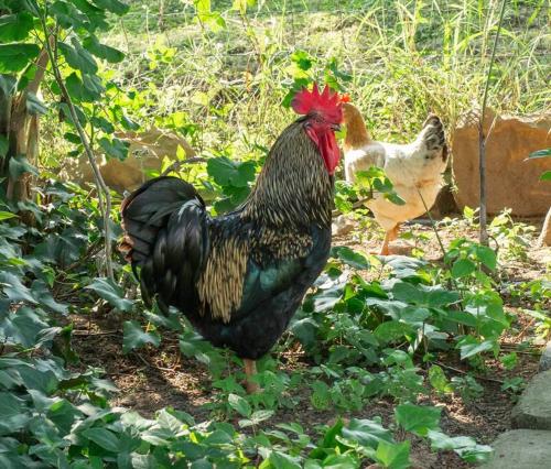 a rooster and a chicken standing in the grass at HomeSweetHome Farm Cottage in Nelspruit