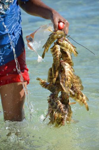 a person holding a shrimp in the water at Les Terrasses du Bénitier in La Gaulette