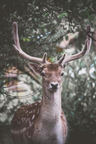 Dyr på resortet eller i nærheden
