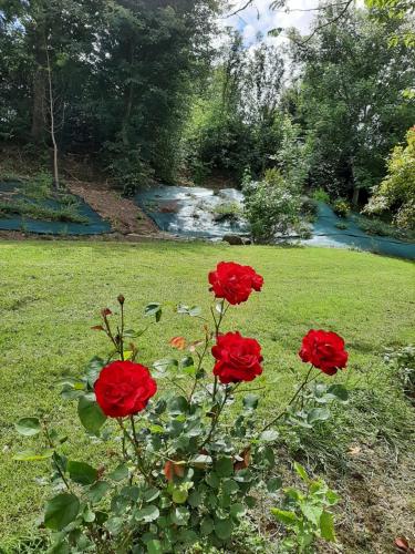 a group of red roses in the grass near a river at La demeure de Bysance in Mézières-sous-Lavardin