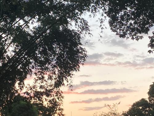 a sunset seen through the branches of trees at Bononi in Jorhāt