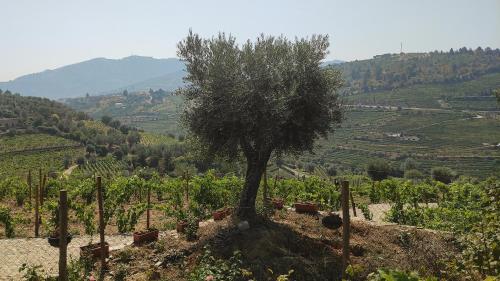 a tree sitting in the middle of a vineyard at Quinta dos Padrinhos - Suites in the Heart of the Douro in Lamego