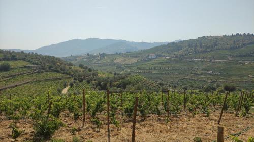 a vineyard on a hill with mountains in the background at Quinta dos Padrinhos - Suites in the Heart of the Douro in Lamego