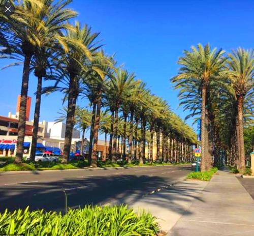 アナハイムにあるBposhtels Anaheimの通路脇のヤシ並木