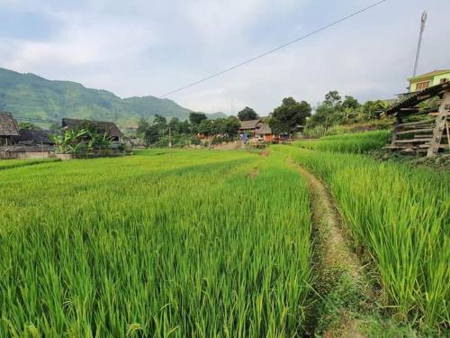 Gallery image of Organic Farm Homestay in Sa Pa