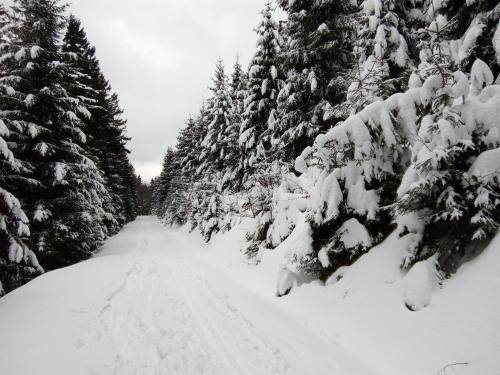 a snow covered tree lined road with snow covered trees at Apartmány NIVA in Široká Niva