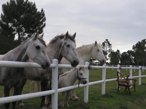 a group of horses standing next to a fence at TNiqua Stable Inn in Plettenberg Bay