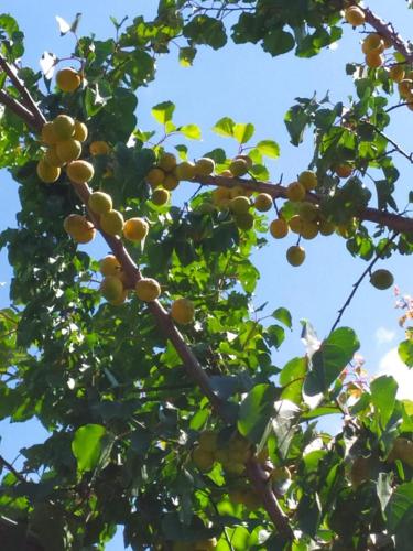 a bunch of fruit hanging from a tree at Mashtots B&B in Vanadzor